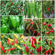 Hot Pepper Seeds - All In One For Home Gardens
