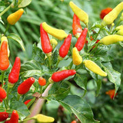 Hot Pepper Seeds - All In One For Home Gardens