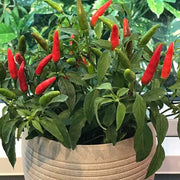 Hot Pepper Seeds - All In One For Home Gardens
