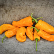 Augustine Minorcan Datil Hot Pepper Seeds