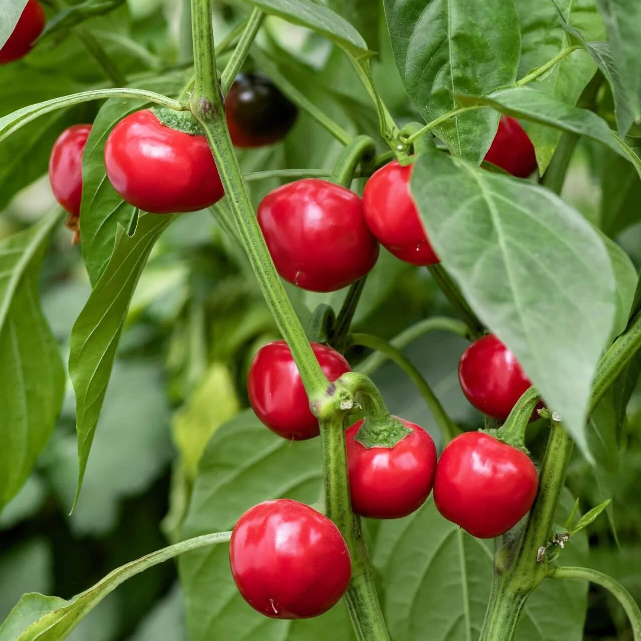 Red Cherry Hot Pepper Seeds