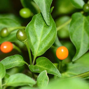 Chiltepin Hot Pepper Seeds