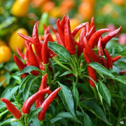 Hot Pepper Seeds