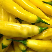 Yellow Hot Pepper Seeds