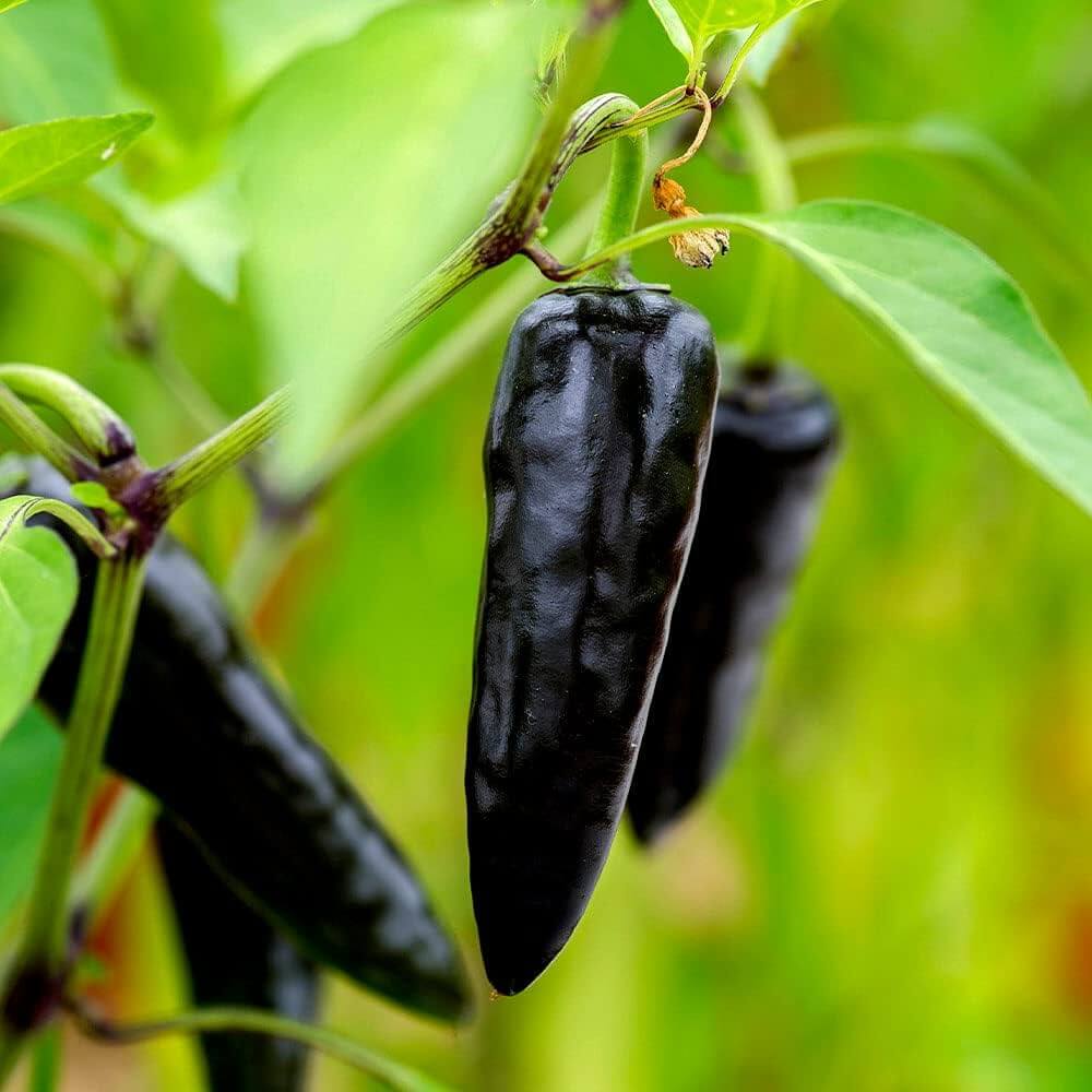 Black Chili Hot Pepper Seeds