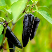 Black Chili Hot Pepper Seeds