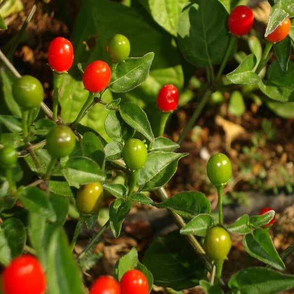 Chiltepin Hot Pepper Seeds