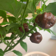 Chocolate Moruga Hot Pepper Seeds