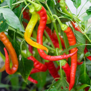 Ierapetras Hot Pepper Seeds