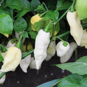 White Hot Pepper Seeds