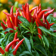 Hot Sauce Pepper Seeds