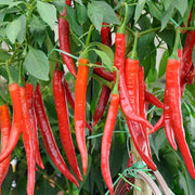 Hot Sauce Pepper Seeds