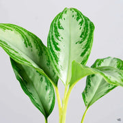 Aglaonema Variegated Seeds - Herbal Seeds