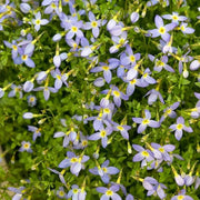 Houstonia Seeds, Houstonia caerulea