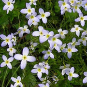 Houstonia Seeds, Houstonia caerulea