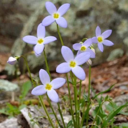 Houstonia Seeds, Houstonia caerulea