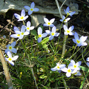 Houstonia Seeds, Houstonia caerulea