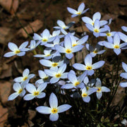 Houstonia Seeds, Houstonia caerulea