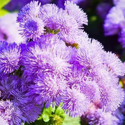 Violet Ageratum Seeds