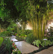 Landscape Bamboo Seeds - Ornamental Bamboo Landscape Seeds