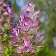 Aromatic Clary Sage Seeds