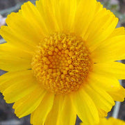 Desert Marigold Seeds
