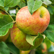 Honeycrisp Apple Seeds
