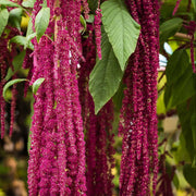 Love-Lies-Bleeding Amaranthus Caudatus Seeds