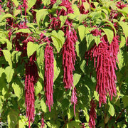 Love-Lies Amaranthus Seeds