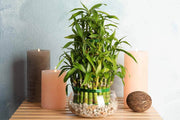 Lucky Bamboo Dracaena Seeds