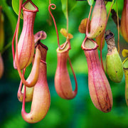 Giant Monkey Cup Seeds