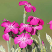 Magenta Silver Catchfly Rose Campion Seeds