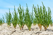 Hardy Coastal Samphire Seeds