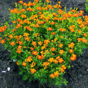 Edible Signet Marigold Seeds