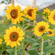 Sunflower Seeds - For Home Gardens Seeds