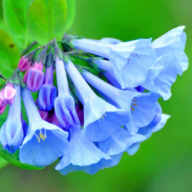 Virginia Bluebells Mertensia Virginica Seeds