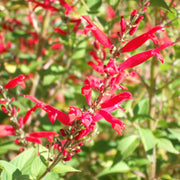 Fragrant Edible Pineapple Sage Seeds, Herbal