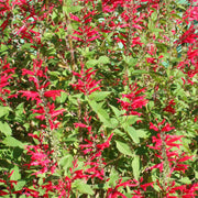 Fragrant Edible Pineapple Sage Seeds, Herbal