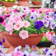Hybrid Mixed Petunia Seeds