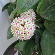 Green White Hoya Seeds