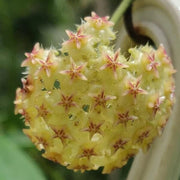 Pale Yellow Hoya Seeds