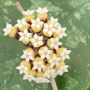 Dark Cream Hoya carnosa Seeds