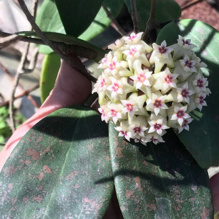 Green White Hoya Seeds