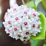 Hardy Hoya Seeds
