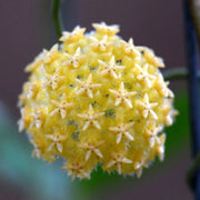 Pale Yellow Hoya Seeds