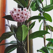 Hardy Hoya Seeds
