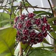 Black Red Hoya Seeds