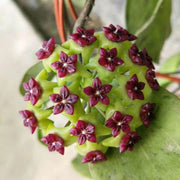 Green Maroon Hoya Seeds
