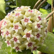 Green White Hoya Seeds