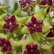 Green Maroon Hoya Seeds
